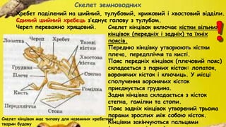 Скелет кінцівок включає кістки вільних
кінцівок (передніх і задніх) та їхніх
поясів.
Передню кінцівку утворюють кістки
плеча, передпліччя та кисті.
Пояс передніх кінцівок (плечовий пояс)
складається з парних кісток: лопаток,
воронячих кісток і ключиць. У місці
сполучення воронячих кісток
приєднується грудина.
Задня кінцівка складається з кісток
стегна, гомілки та стопи.
Пояс задніх кінцівок утворений трьома
парами зрослих між собою кісток.
Кінцівки закінчуються пальцями
Скелет земноводних
Хребет поділений на шийний, тулубовий, крижовий і хвостовий відділи.
Єдиний шийний хребець з’єднує голову з тулубом.
Череп переважно хрящовий.
Скелет кінцівок має типову для наземних хребетних
тварин будову
 