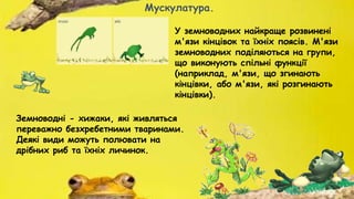 У земноводних найкраще розвинені
м'язи кінцівок та їхніх поясів. М'язи
земноводних поділяються на групи,
що виконують спільні функції
(наприклад, м'язи, що згинають
кінцівки, або м'язи, які розгинають
кінцівки).
Мускулатура.
Земноводні - хижаки, які живляться
переважно безхребетними тваринами.
Деякі види можуть полювати на
дрібних риб та їхніх личинок.
 
