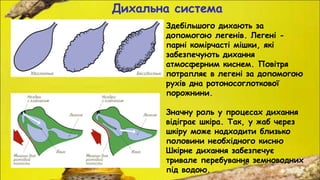 Дихальна система
Здебільшого дихають за
допомогою легенів. Легені -
парні комірчасті мішки, які
забезпечують дихання
атмосферним киснем. Повітря
потрапляє в легені за допомогою
рухів дна ротоносоглоткової
порожнини.
Значну роль у процесах дихання
відіграє шкіра. Так, у жаб через
шкіру може надходити близько
половини необхідного кисню
Шкірне дихання забезпечує
тривале перебування земноводних
під водою.
 