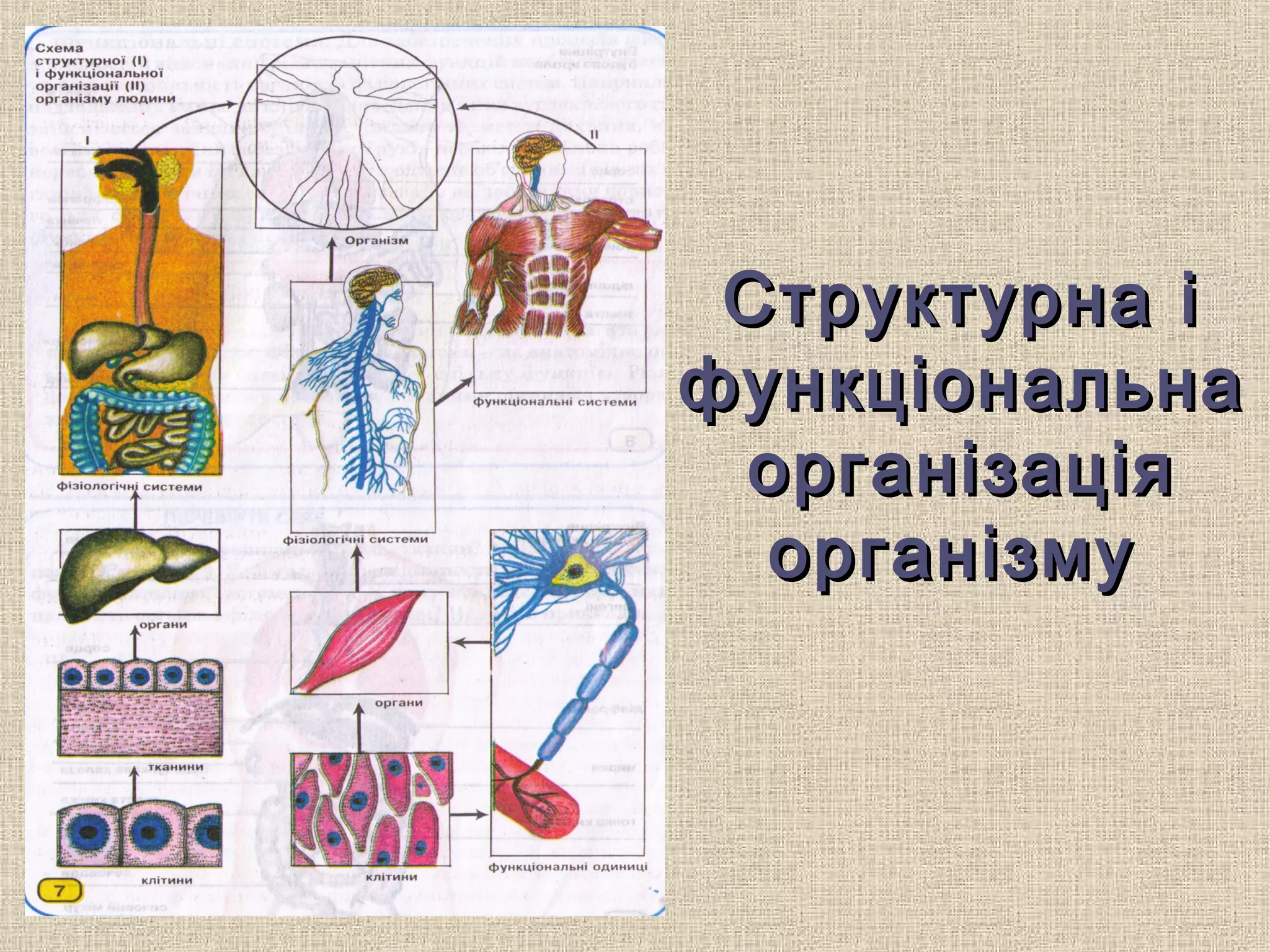 Структурна іСтруктурна і
функціональнафункціональна
організаціяорганізація
організмуорганізму
 