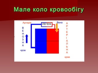 Мале коло кровообігуМале коло кровообігу
ВенаАртерія
ЛЕГЕНІ
В
Е
Н
О
З
Н
А
кров
А
Р
Т
Е
Р
І
А
Л
Ь
Н
А
кров
 
