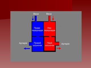 Вена Вена
Артерія Артерія
Праве
передсердя
Ліве
передсердя
Лівий
шлуночок
Правий
шлуночок
 