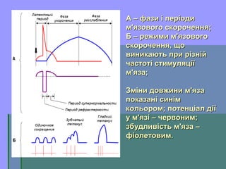 А – фази і періодиА – фази і періоди
м'язового скорочення;м'язового скорочення;
Б – режими м'язовогоБ – режими м'язового
скорочення, щоскорочення, що
виникають при різнійвиникають при різній
частоті стимуляціїчастоті стимуляції
м'яза;м'яза;
Зміни довжини м'язаЗміни довжини м'яза
показані синімпоказані синім
кольором; потенціал діїкольором; потенціал дії
у м'язі – червоним;у м'язі – червоним;
збудливість м'яза –збудливість м'яза –
фіолетовим.фіолетовим.
 