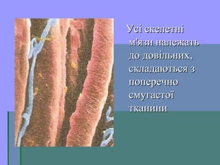 Усі скелетніУсі скелетні
м'язи належатьм'язи належать
до довільних,до довільних,
складаються зскладаються з
поперечнопоперечно
смугастоїсмугастої
тканинитканини
 