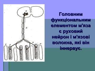 ГоловнимГоловним
функціональнимфункціональним
елементом м'язаелементом м'яза
є руховийє руховий
нейрон і м'язовінейрон і м'язові
волокна, які вінволокна, які він
іннервує.іннервує.
 