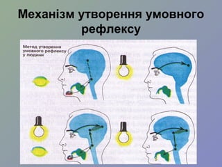 Механізм утворення умовного
рефлексу
 