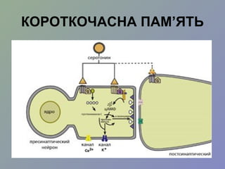 КОРОТКОЧАСНА ПАМ’ЯТЬ
 