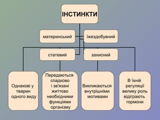 ІНСТИНКТИ
Однакові у
тварин
одного виду
Передаються
спадково
і зв'язані
життєво
необхідними
функціями
організму
Викликаються
внутрішніми
мотивами
В їхній
регуляції
велику роль
відіграють
гормони
материнський їжездобувний
статевий захисний
 