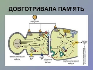ДОВГОТРИВАЛА ПАМ’ЯТЬ
 