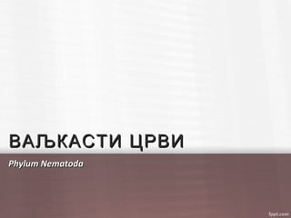 ВАЉКАСТИ ЦРВИВАЉКАСТИ ЦРВИ
Phylum NematodaPhylum Nematoda
 