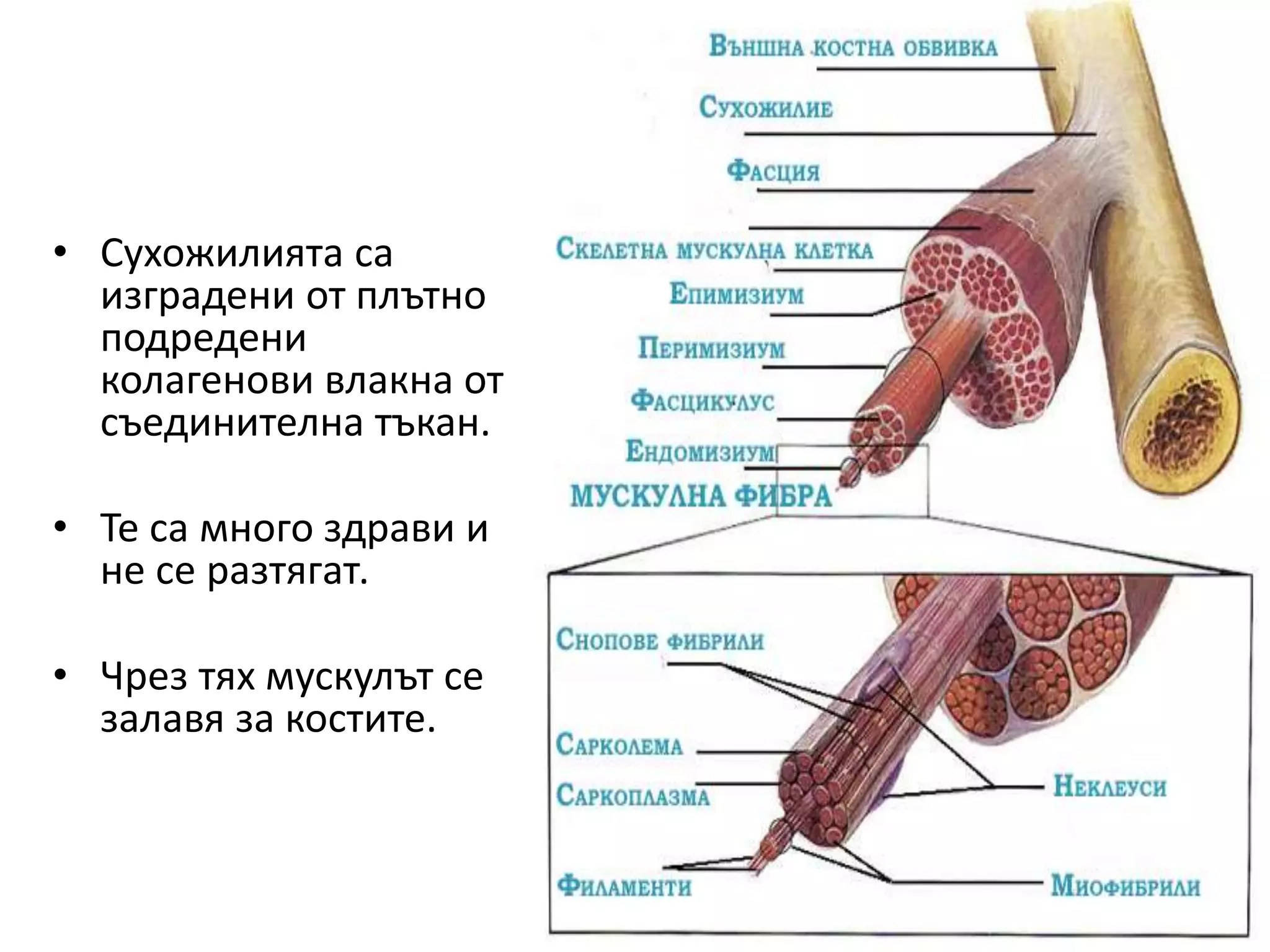 мускули в човешкото тяло | PPT