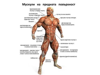 Мускули на гърба
• Най-голям е
широкия
гръбен мускул.
 
