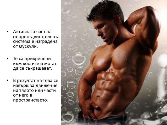 мускули в човешкото тяло