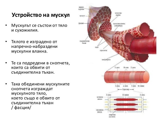 мускули в човешкото тяло