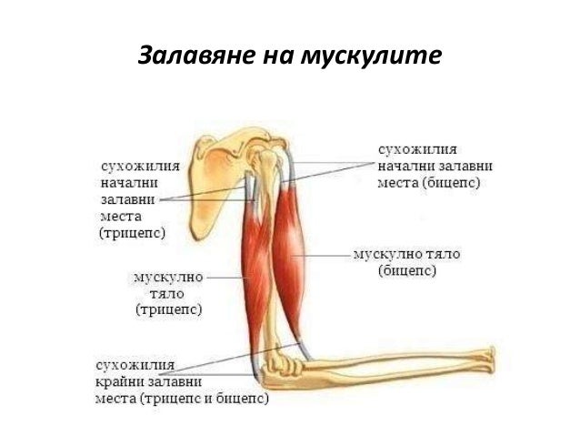 мускули в човешкото тяло