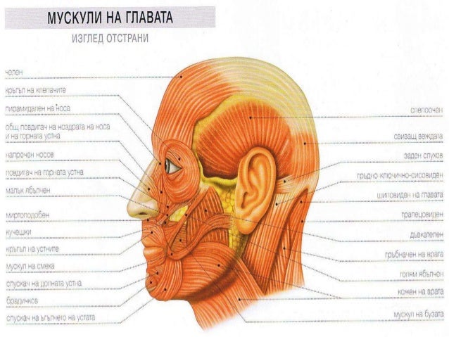 мускули в човешкото тяло