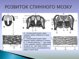 А – поперековий розріз через
нервову трубку ембріону 25 днів
розвитку;
Б - поперековий розріз через
нервову трубку ембріону 6 тижнів і
В – 9 тижнів розвитку; Г – зріз через
стінку нервової трубки, зображеної
на мал.А; Д - зріз через стінку
спинного мозку, що розвивається,
видно 3 різні зони.
23
22
12
13
8
 