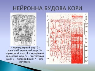 1- молекулярний шар; 2 –
зовнішній зернистий шар; 3-
пірамідний шар; 4 – внутрішній
зернистий шар; 5 – гангліозний
шар; 6 – поліморфний; 7 – біла
речовина
 