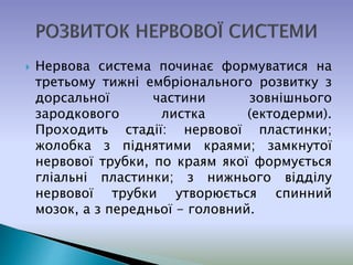  Нервова система починає формуватися на
третьому тижні ембріонального розвитку з
дорсальної частини зовнішнього
зародкового листка (ектодерми).
Проходить стадії: нервової пластинки;
жолобка з піднятими краями; замкнутої
нервової трубки, по краям якої формується
гліальні пластинки; з нижнього відділу
нервової трубки утворюється спинний
мозок, а з передньої - головний.
 