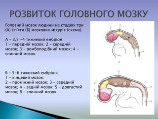 Головний мозок людини на стадіях три
(А) і п'яти (Б) мозкових міхурів (схема).
А – 3,5 -4 тижневий ембріон:
1 – передній мозок; 2 – середній
мозок; 3 – ромбоподібний мозок; 4 –
спинний мозок.
Б – 5-6 тижневий ембріон:
1 – кінцевий мозок;
2 – проміжний мозок; 3 – середній
мозок; 4 – задній мозок; 5 – довгастий
мозок; 6 – спинний мозок.
 