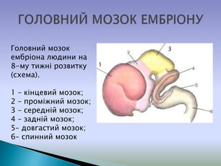 Головний мозок
ембріона людини на
8-му тижні розвитку
(схема).
1 – кінцевий мозок;
2 – проміжний мозок;
3 – середній мозок;
4 – задній мозок;
5– довгастий мозок;
6– спинний мозок
1
3
 