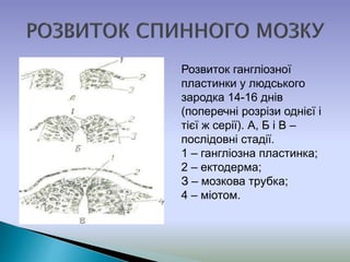 Розвиток гангліозної
пластинки у людського
зародка 14-16 днів
(поперечні розрізи однієї і
тієї ж серії). А, Б і В –
послідовні стадії.
1 – гангліозна пластинка;
2 – ектодерма;
З – мозкова трубка;
4 – міотом.
 