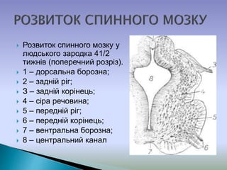  Розвиток спинного мозку у
людського зародка 41/2
тижнів (поперечний розріз).
 1 – дорсальна борозна;
 2 – задній ріг;
 З – задній корінець;
 4 – сіра речовина;
 5 – передній ріг;
 6 – передній корінець;
 7 – вентральна борозна;
 8 – центральний канал
 