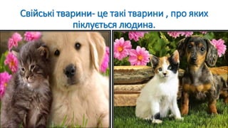 Свійські тварини- це такі тварини , про яких
піклується людина.
 