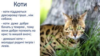 Коти
- коти піддаються
дресировці гірше , ніж
собаки;
- коти дуже добре
бачать у темряві , тому
вони добре полюють на
крис та мишей вночі;
- домашні коти –
молодші родичі тигрів і
левів.
 