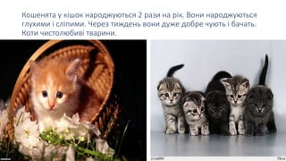 Кошенята у кішок народжуються 2 рази на рік. Вони народжуються
глухими і сліпими. Через тиждень вони дуже добре чують і бачать.
Коти чистолюбиві тварини.
 