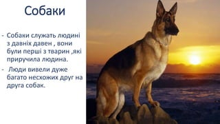 Собаки
- Собаки служать людині
з давніх давен , вони
були перші з тварин ,які
приручила людина.
- Люди вивели дуже
багато несхожих друг на
друга собак.
 