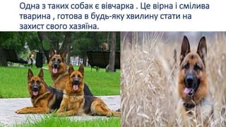 Одна з таких собак є вівчарка . Це вірна і смілива
тварина , готова в будь-яку хвилину стати на
захист свого хазяïна.
 
