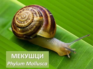 МЕКУШЦИ
Phylum Mollusca
 