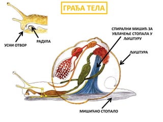 СПИРАЛНИ МИШИЋ ЗА
УВЛАЧЕЊЕ СТОПАЛА У
ЉУШТУРУ
МИШИЋНО СТОПАЛО
ЉУШТУРА
УСНИ ОТВОР
РАДУЛА
ГРАЂА ТЕЛА
 
