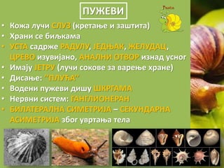 ПУЖЕВИ
• Кожа лучи СЛУЗ (кретање и заштита)
• Храни се биљкама
• УСТА садрже РАДУЛУ, ЈЕДЊАК, ЖЕЛУДАЦ,
ЦРЕВО изувијано, АНАЛНИ ОТВОР изнад усног
• Имају ЈЕТРУ (лучи сокове за варење хране)
• Дисање: ’’ПЛУЋА’’
• Водени пужеви дишу ШКРГАМА
• Нервни систем: ГАНГЛИОНЕРАН
• БИЛАТЕРАЛНА СИМЕТРИЈА – СЕКУНДАРНА
АСИМЕТРИЈА због увртања тела
 