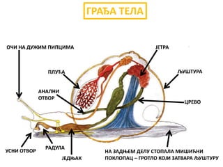 НА ЗАДЊЕМ ДЕЛУ СТОПАЛА МИШИЋНИ
ПОКЛОПАЦ – ГРОТЛО КОЈИ ЗАТВАРА ЉУШТУРУ
ЉУШТУРА
УСНИ ОТВОР
РАДУЛА
ГРАЂА ТЕЛА
ЈЕТРА
ПЛУЋА
АНАЛНИ
ОТВОР
ЈЕДЊАК
ЦРЕВО
ОЧИ НА ДУЖИМ ПИПЦИМА
 