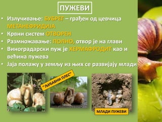 ПУЖЕВИ
• Излучивање: БУБРЕГ – грађен од цевчица
МЕТАНЕФРИДИЈА
• Крвни систем ОТВОРЕН
• Размножавање: ПОЛНО, отвор је на глави
• Виноградарски пуж је ХЕРМАФРОДИТ као и
већина пужева
• Јаја полажу у земљу из њих се развијају млади
МЛАДИ ПУЖЕВИ
 