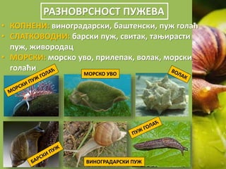 РАЗНОВРСНОСТ ПУЖЕВА
• КОПНЕНИ: виноградарски, баштенски, пуж голаћ
• СЛАТКОВОДНИ: барски пуж, свитак, тањирасти
пуж, живородац
• МОРСКИ: морско уво, прилепак, волак, морски
голаћи
МОРСКО УВО
ВИНОГРАДАРСКИ ПУЖ
 