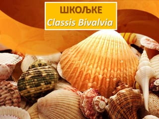 ШКОЉКЕ
Classis Bivalvia
 