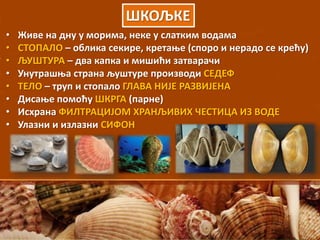 ШКОЉКЕ
• Живе на дну у морима, неке у слатким водама
• СТОПАЛО – облика секире, кретање (споро и нерадо се крећу)
• ЉУШТУРА – два капка и мишићи затварачи
• Унутрашња страна љуштуре производи СЕДЕФ
• ТЕЛО – труп и стопало ГЛАВА НИЈЕ РАЗВИЈЕНА
• Дисање помоћу ШКРГА (парне)
• Исхрана ФИЛТРАЦИЈОМ ХРАНЉИВИХ ЧЕСТИЦА ИЗ ВОДЕ
• Улазни и излазни СИФОН
 