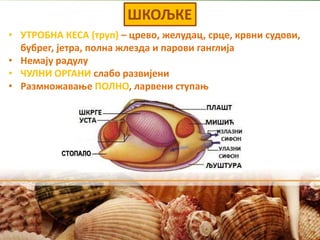 ШКОЉКЕ
• УТРОБНА КЕСА (труп) – црево, желудац, срце, крвни судови,
бубрег, јетра, полна жлезда и парови ганглија
• Немају радулу
• ЧУЛНИ ОРГАНИ слабо развијени
• Размножавање ПОЛНО, ларвени ступањ
СТОПАЛО
 