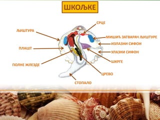ШКОЉКЕ
ИЗЛАЗНИ СИФОН
УЛАЗНИ СИФОН
СТОПАЛО
МИШИЋ ЗАТВАРАЧ ЉУШТУРЕ
СРЦЕ
ЉУШТУРА
ПЛАШТ
ПОЛНЕ ЖЛЕЗДЕ
ЦРЕВО
ШКРГЕ
 