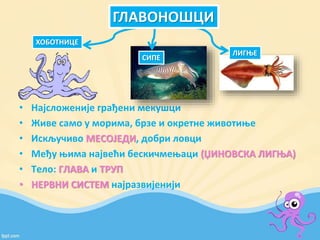 • Најсложеније грађени мекушци
• Живе само у морима, брзе и окретне животиње
• Искључиво МЕСОЈЕДИ, добри ловци
• Међу њима највећи бескичмењаци (ЏИНОВСКА ЛИГЊА)
• Тело: ГЛАВА и ТРУП
• НЕРВНИ СИСТЕМ најразвијенији
ХОБОТНИЦЕ
СИПЕ
ЛИГЊЕ
ГЛАВОНОШЦИ
 