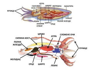 РУЧИЦЕ
СИПИНА КОСТ
ПОЛНА
ЖЛЕЗДА
ЛЕВАК
ШКРГЕСРЦЕ
ЖЕЛУДАЦ
ЈЕТРА
СЛОЖЕНЕ ОЧИЦРЕВО
РУЧИЦЕ
 