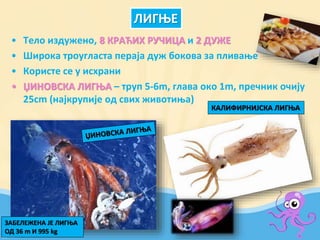 • Тело издужено, 8 КРАЋИХ РУЧИЦА и 2 ДУЖЕ
• Широка троугласта пераја дуж бокова за пливање
• Користе се у исхрани
• ЏИНОВСКА ЛИГЊА – труп 5-6m, глава око 1m, пречник очију
25cm (најкрупије од свих животиња)
ЛИГЊЕ
КАЛИФИРНИЈСКА ЛИГЊА
ЗАБЕЛЕЖЕНА ЈЕ ЛИГЊА
ОД 36 m И 995 kg
 