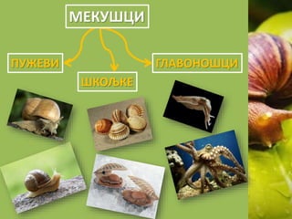 ПУЖЕВИ
ШКОЉКЕ
ГЛАВОНОШЦИ
MЕКУШЦИ
 