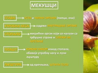MЕКУШЦИ
ГЛАВА УСТА и ЧУЛНИ ОРГАНИ (пипци, очи)
УТРОБНА КЕСА садржи УНУТРАШЊЕ ОРГАНЕ
СТОПАЛО мишићни орган који се налази са
трбушне стране и СЛУЖИ ЗА
КРЕТАЊЕ
ПЛАШТ КОЖНИ НАБОР изнад стопала,
обавија утробну кесу и лучи
љуштуру
ЉУШТУРА од кречњака, ШТИТИ ТЕЛО
ГЛАВА
УТРОБНА КЕСА
СТОПАЛО
ПЛАШТ
ЉУШТУРА
 