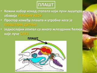 ПЛАШТ
• Кожни набор изнад стопала који лучи љуштуру и
обавија УТРОБНУ КЕСУ
• Простор између плашта и утробне кесе је
ПЛАШТАНА ДУПЉА
• Једнослојни епител са много жлезданих ћелије
које луче СЛУЗ
ПЛАШТ
 