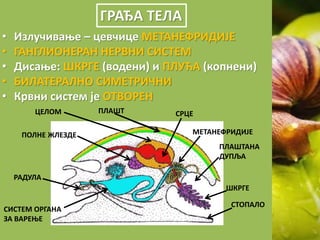 ГРАЂА ТЕЛА
• Излучивање – цевчице МЕТАНЕФРИДИЈЕ
• ГАНГЛИОНЕРАН НЕРВНИ СИСТЕМ
• Дисање: ШКРГЕ (водени) и ПЛУЋА (копнени)
• БИЛАТЕРАЛНО СИМЕТРИЧНИ
• Крвни систем је ОТВОРЕН
ПЛАШТ
ПОЛНЕ ЖЛЕЗДЕ МЕТАНЕФРИДИЈЕ
ПЛАШТАНА
ДУПЉА
ШКРГЕ
СТОПАЛО
СИСТЕМ ОРГАНА
ЗА ВАРЕЊЕ
РАДУЛА
ЦЕЛОМ СРЦЕ
 