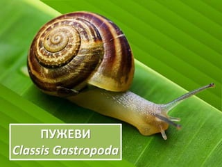 ПУЖЕВИ
Classis Gastropoda
 